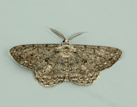 70.267 BF1943 Great Oak Beauty Hypomecis roboraria