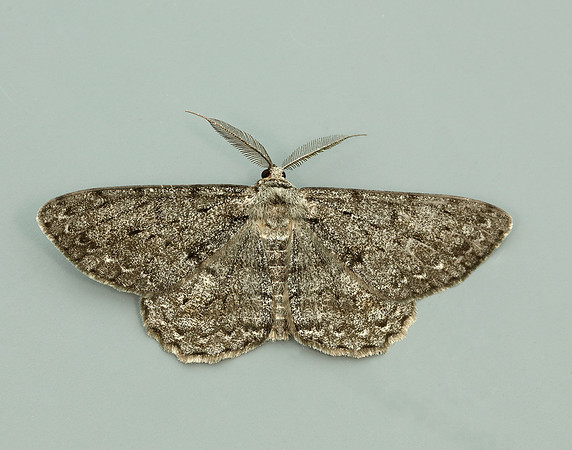 70.267 BF1943 Great Oak Beauty Hypomecis roboraria