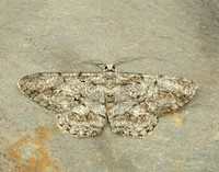 70.267 BF1943 Great Oak Beauty Hypomecis roboraria