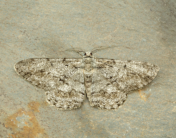 70.267 BF1943 Great Oak Beauty Hypomecis roboraria