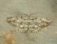 70.267 BF1943 Great Oak Beauty Hypomecis roboraria