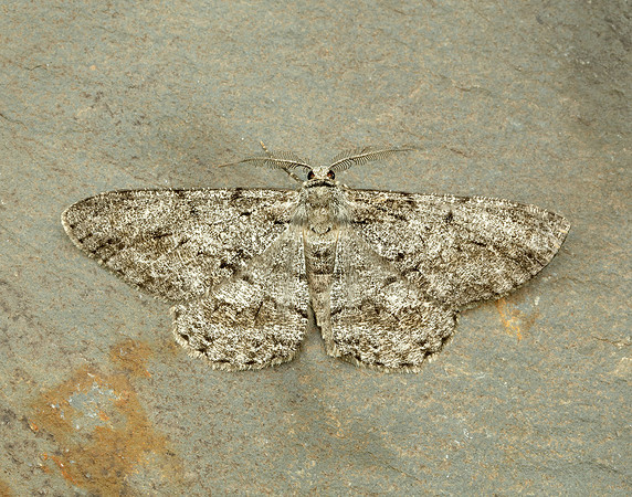 70.267 BF1943 Great Oak Beauty Hypomecis roboraria