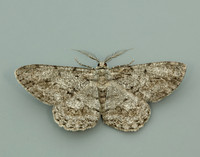 70.267 BF1943 Great Oak Beauty Hypomecis roboraria
