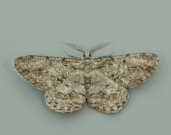 70.267 BF1943 Great Oak Beauty Hypomecis roboraria