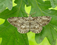 70.267 BF1943 Great Oak Beauty Hypomecis roboraria