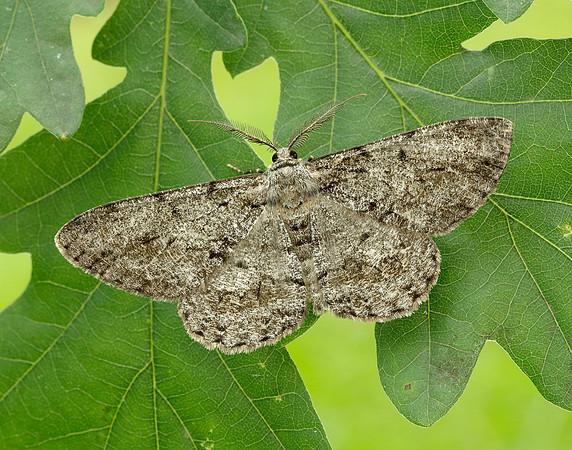70.267 BF1943 Great Oak Beauty Hypomecis roboraria