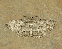 70.267 BF1943 Great Oak Beauty Hypomecis roboraria
