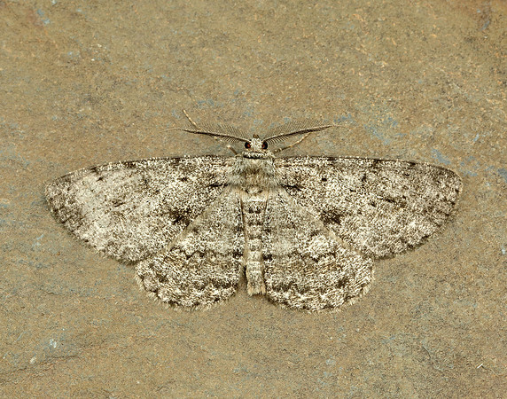 70.267 BF1943 Great Oak Beauty Hypomecis roboraria