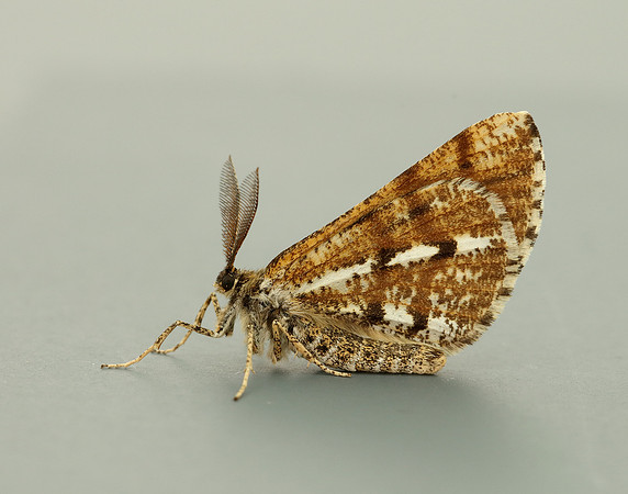 70.276 BF1954 Bordered White Bupalus piniaria