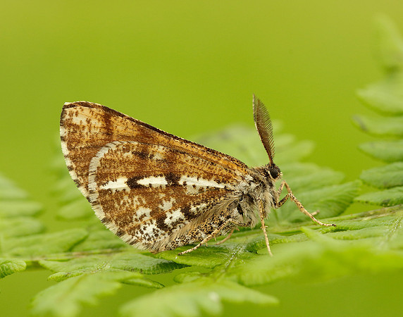 70.276 BF1954 Bordered White Bupalus piniaria