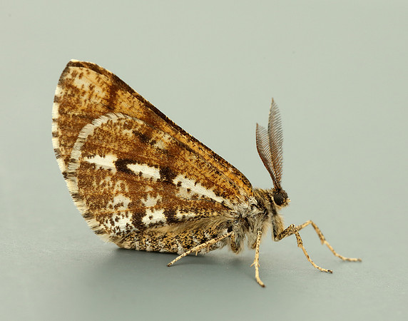 70.276 BF1954 Bordered White Bupalus piniaria