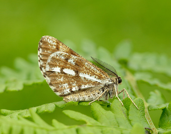 70.276 BF1954 Bordered White Bupalus piniaria
