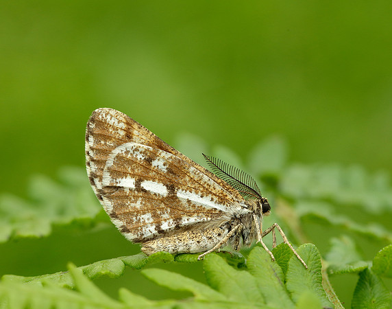 70.276 BF1954 Bordered White Bupalus piniaria