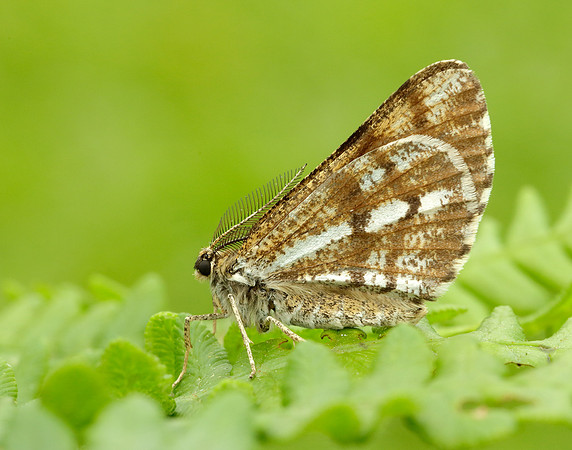 70.276 BF1954 Bordered White Bupalus piniaria