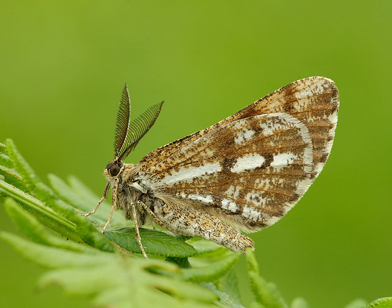 70.276 BF1954 Bordered White Bupalus piniaria