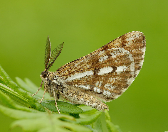 70.276 BF1954 Bordered White Bupalus piniaria