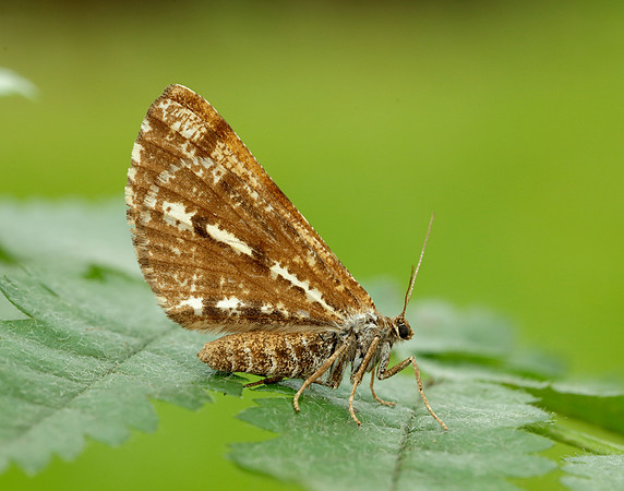 70.276 BF1954 Bordered White Bupalus piniaria