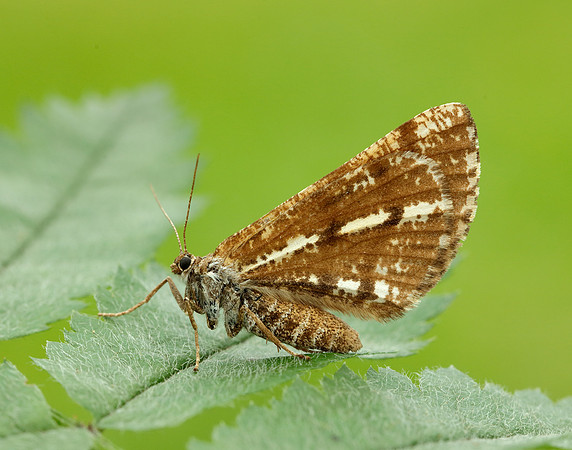 70.276 BF1954 Bordered White Bupalus piniaria