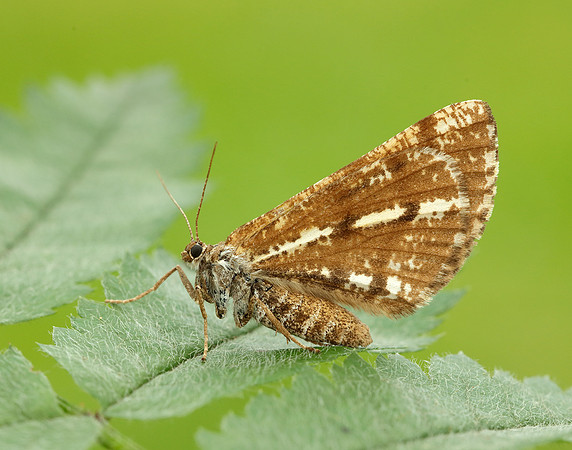 70.276 BF1954 Bordered White Bupalus piniaria