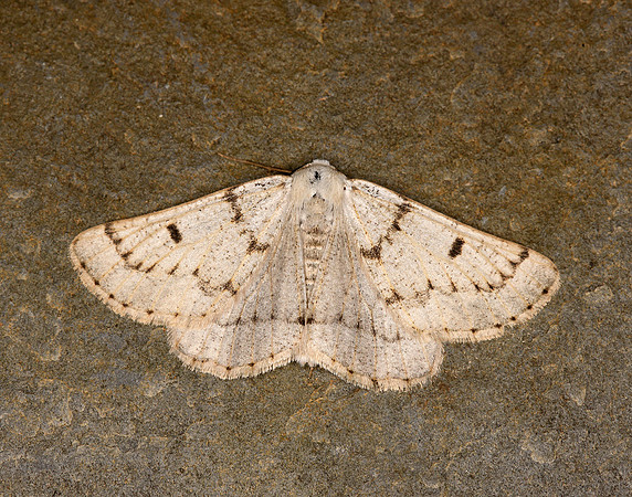 70.292 BF1969 Grey Scalloped Bar Dyscia fagaria
