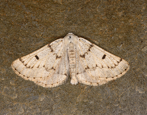 70.292 BF1969 Grey Scalloped Bar Dyscia fagaria