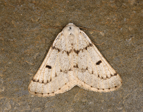 70.292 BF1969 Grey Scalloped Bar Dyscia fagaria