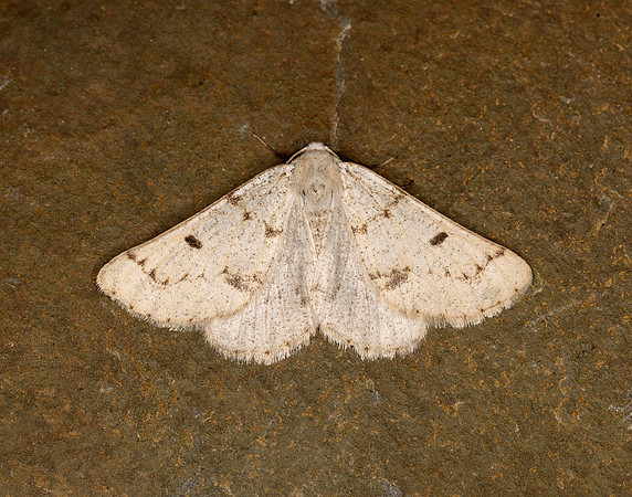70.292 BF1969 Grey Scalloped Bar Dyscia fagaria