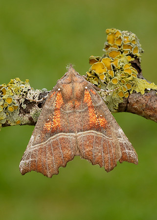 72.001 BF2469  Herald Scoliopteryx libatrix
