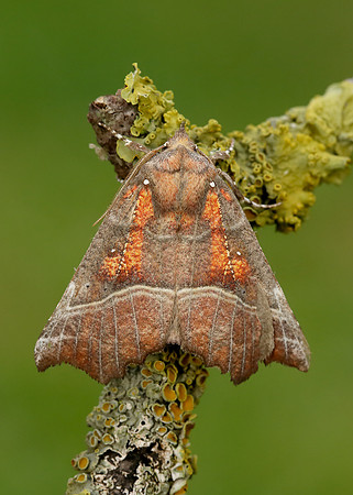 72.001 BF2469  Herald Scoliopteryx libatrix