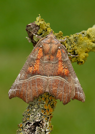 72.001 BF2469  Herald Scoliopteryx libatrix