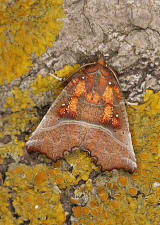 72.001 BF2469  Herald Scoliopteryx libatrix