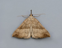 72.003 BF2477 Snout Hypena proboscidalis