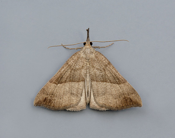 72.003 BF2477 Snout Hypena proboscidalis