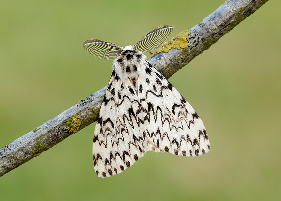 72.010 BF2033 Black Arches Lymantria monacha