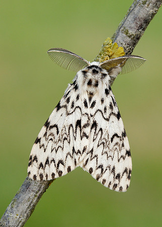 72.010 BF2033 Black Arches Lymantria monacha