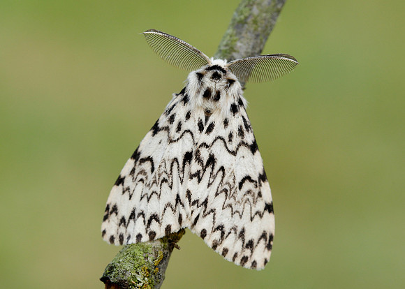 72.010 BF2033 Black Arches Lymantria monacha