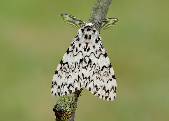 72.010 BF2033 Black Arches Lymantria monacha