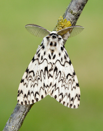 72.010 BF2033 Black Arches Lymantria monacha