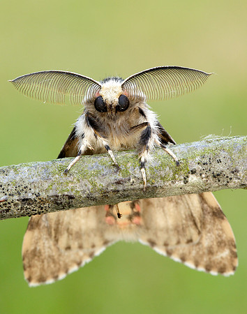 72.010 BF2033 Black Arches Lymantria monacha