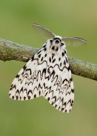 72.010 BF2033 Black Arches Lymantria monacha