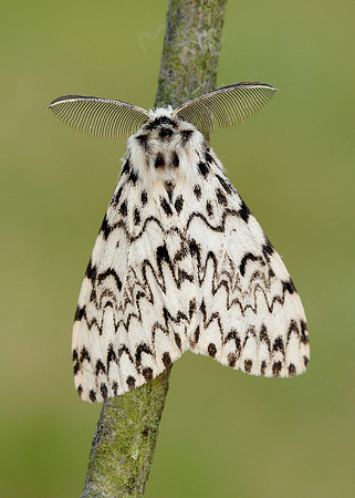 72.010 BF2033 Black Arches Lymantria monacha