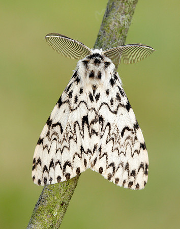 72.010 BF2033 Black Arches Lymantria monacha