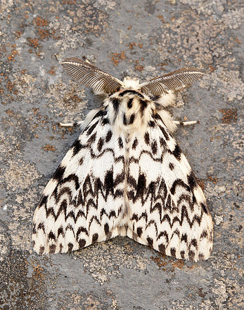 72.010 BF2033 Black Arches Lymantria monacha