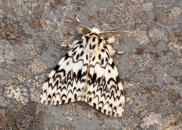 72.010 BF2033 Black Arches Lymantria monacha