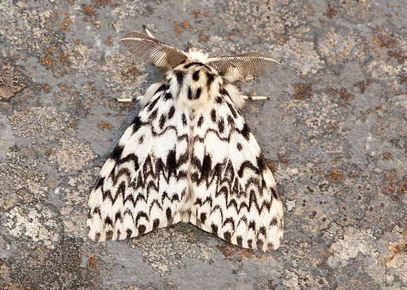 72.010 BF2033 Black Arches Lymantria monacha