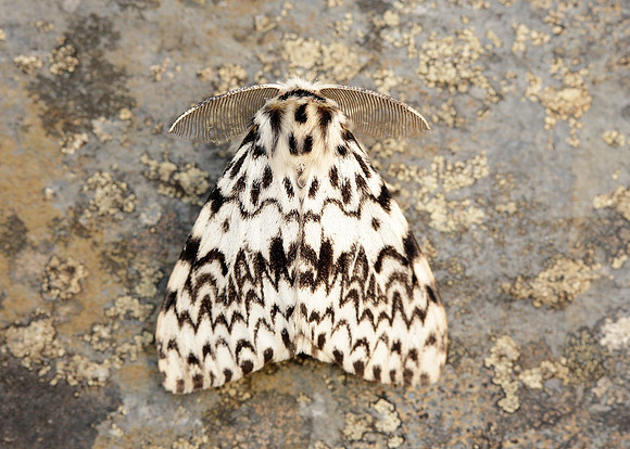 72.010 BF2033 Black Arches Lymantria monacha
