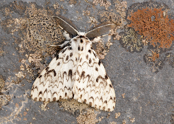 72.010 BF2033 Black Arches Lymantria monacha