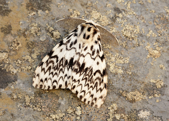 72.010 BF2033 Black Arches Lymantria monacha