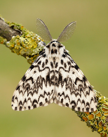 72.010 BF2033 Black Arches Lymantria monacha