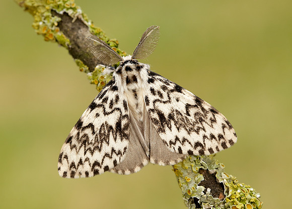 72.010 BF2033 Black Arches Lymantria monacha